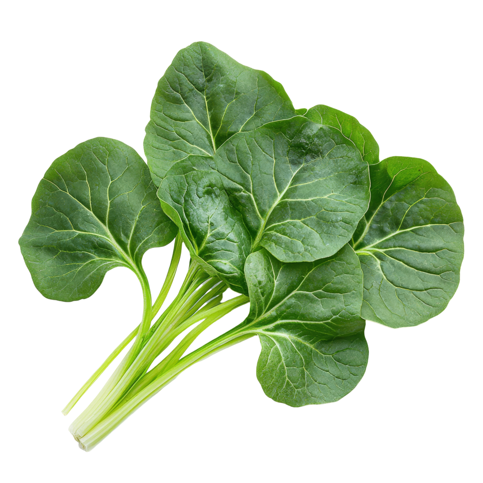 Fresh tatsoi green leaves vegetable isolated on a clean transparent background for culinary use and healthy dishes, tatsoi green leaves vegetable isolated on transparent background png