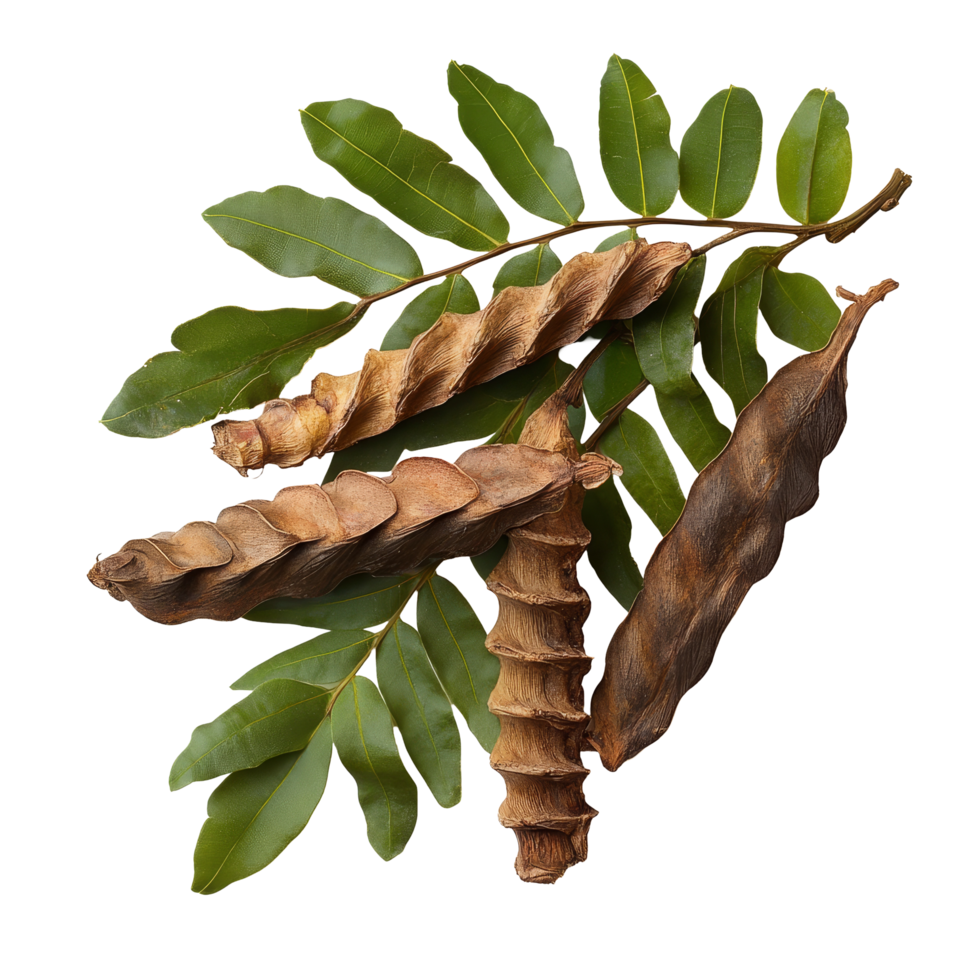 Fresh tamarind leaves and pods displayed on a clean transparent background for culinary and medicinal uses, tamarind leaves on transparent background png
