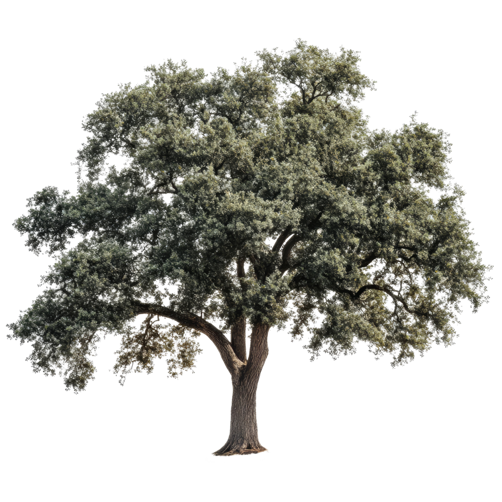 Majestic oak tree stands tall against a transparent background, showcasing its lush green foliage and sturdy trunk, Oak tree transparent background png