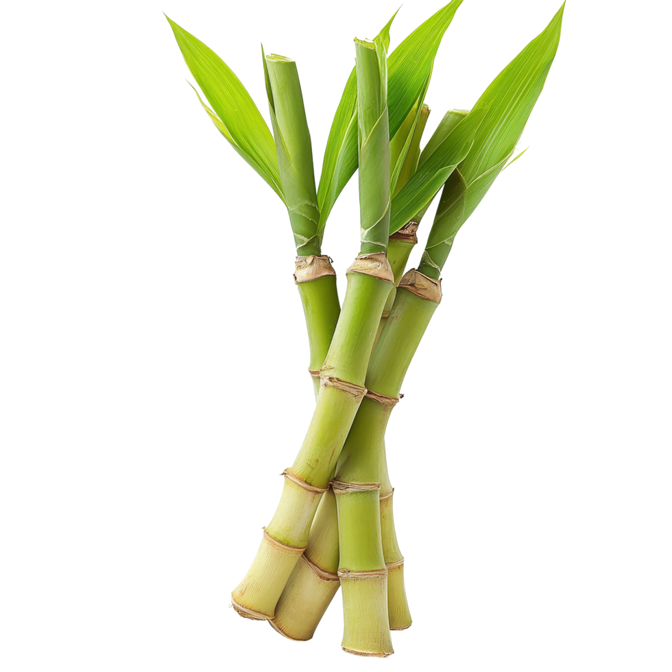 Bamboo shoots arranged on a transparent background showing vibrant green leaves and bamboo stalks, Bamboo shoot on transparent background png