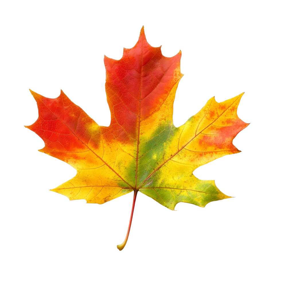 Stunning maple leaf showcasing vibrant colors against a clean transparent background in autumn, Beautiful maple leave isolated transparent background png