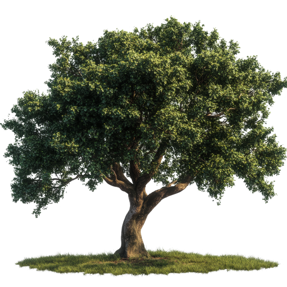 A solitary oak tree with vibrant leaves on a transparent background during daylight hours, A beautiful tree Oak isolated transparent background png