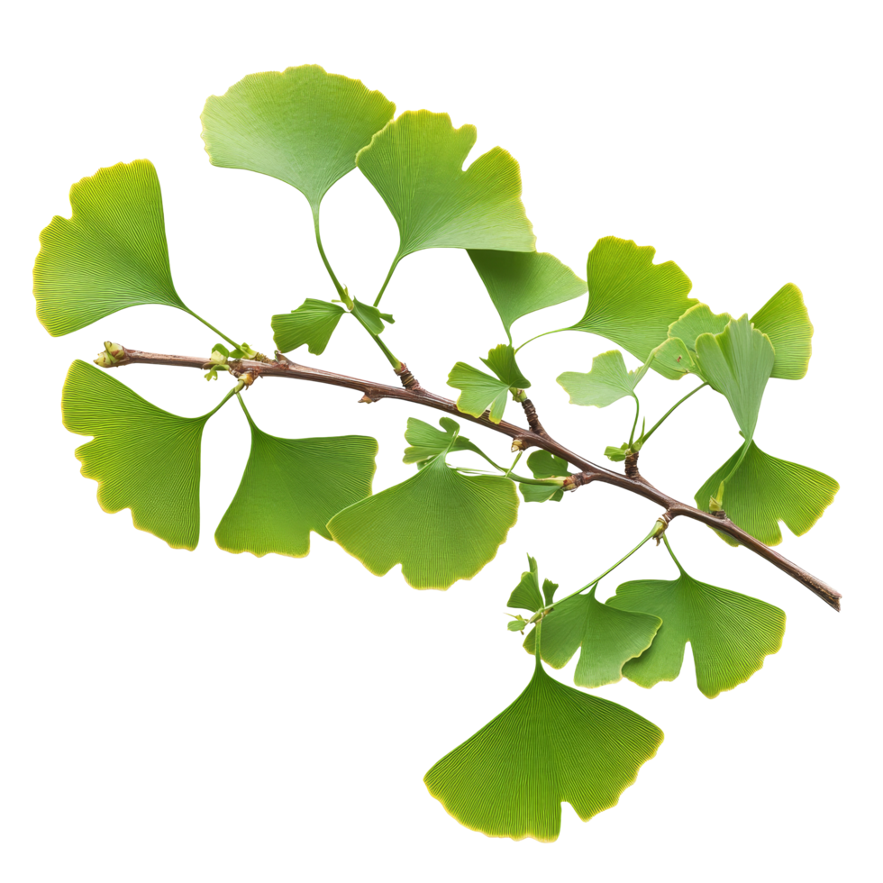 Ginkgo biloba branch displaying fresh green leaves against a clean transparent background ideal for botanical study, Ginkgo biloba plant branch on a transparent background png