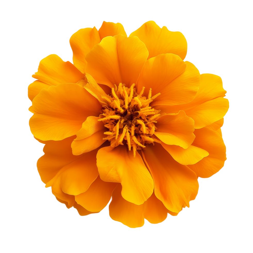 Vibrant marigold flower isolated on a transparent background showcasing its bright orange petals and central structure, marigold flower isolated on transparent background png