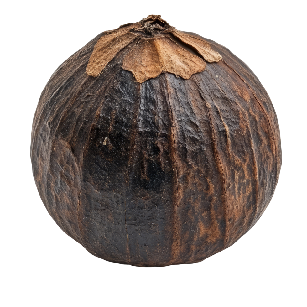 Water nut isolated on a clean transparent background showcasing its unique round shape and textured surface, Waternut isolated on transparent background png