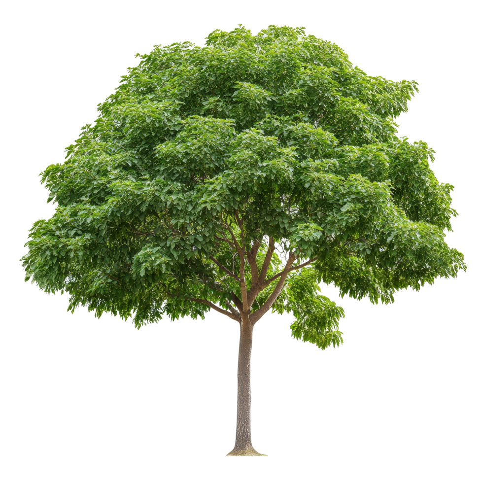 Lush green tree isolated on a transparent background showcasing a healthy and vibrant foliage display during daylight, Tree isolated on transparent background png