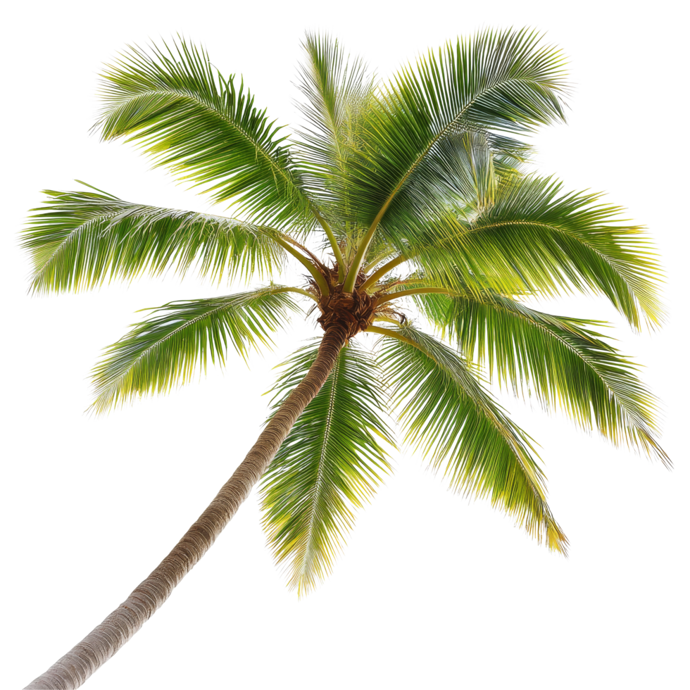 Lush coconut palm leaf tree isolated against a transparent background capturing tropical essence and natural beauty in a serene environment, coconut palm leaf tree isolated on transparent png