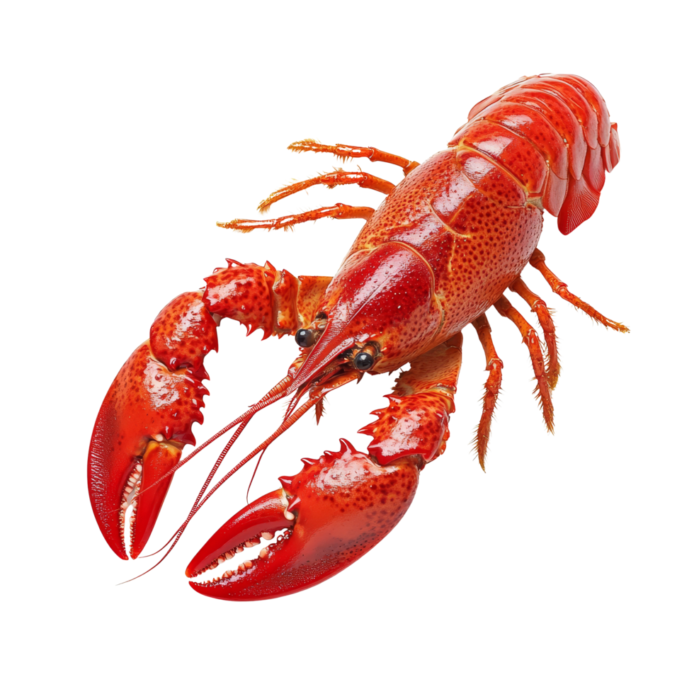 Red crawfish on a clean transparent background showcasing its vibrant color and distinctive features, Red crawfish on transparent background png