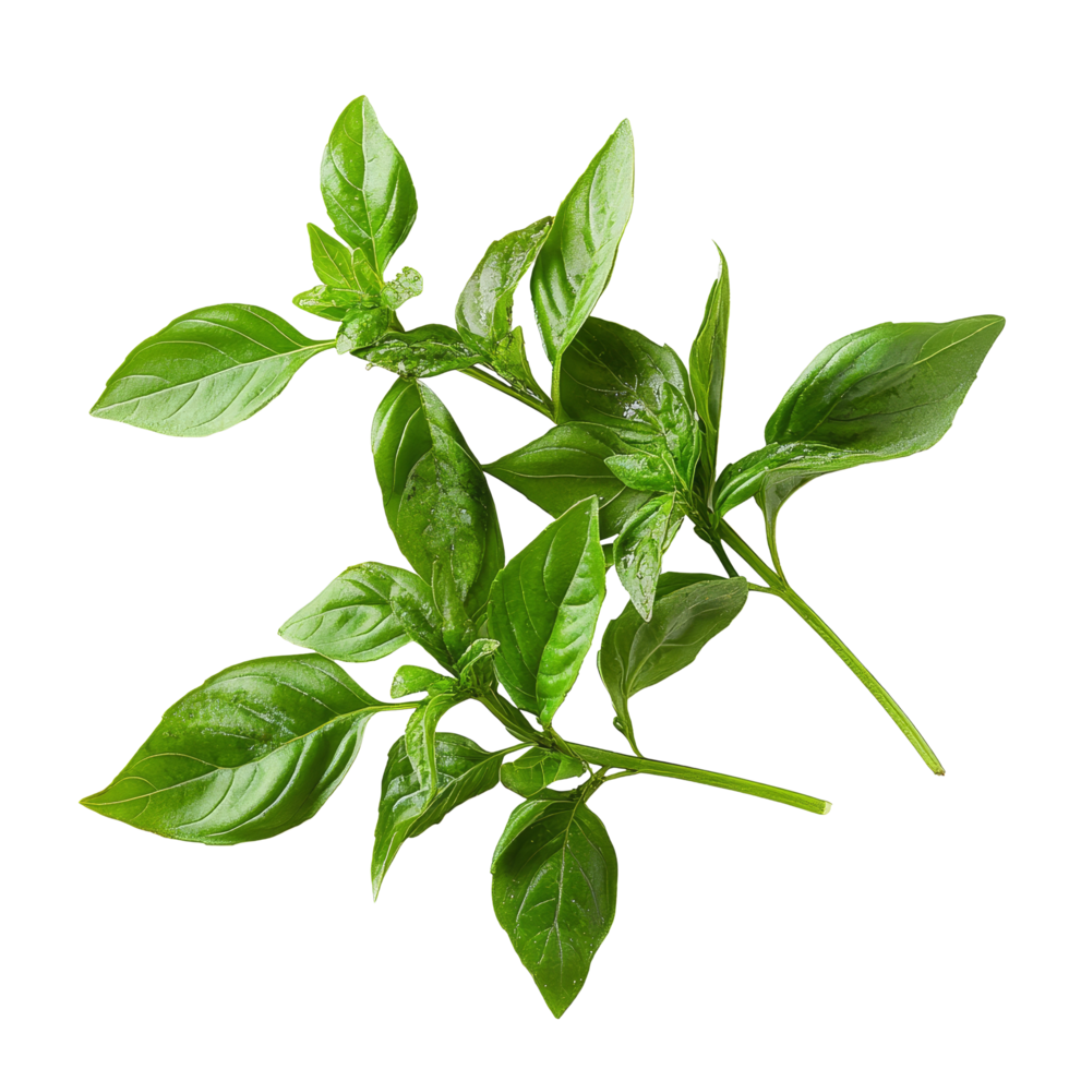 Fresh Thai basil leaves isolated on a transparent background, used in various culinary dishes and recipes, thai basil isolated on transparent background png