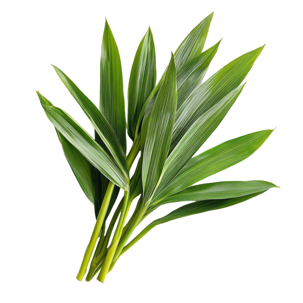 Fresh pandan leaves displayed on a transparent background for culinary and decorative use, Fresh Pandan leaves isolated on transparent background png