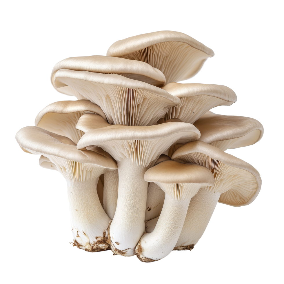 Fresh king oyster mushrooms Pleurotus eryngii isolated on a transparent background for culinary uses and nutritional benefits, King oyster mushroom Pleurotus eryngii isolated on transparent background png
