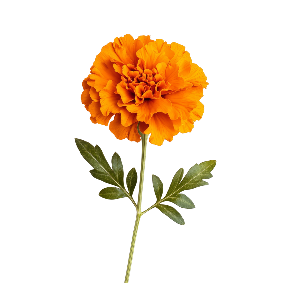 Vibrant marigold flower with green leaves isolated against a clean transparent background showcasing its rich orange hue, marigold flower isolated on transparent background png