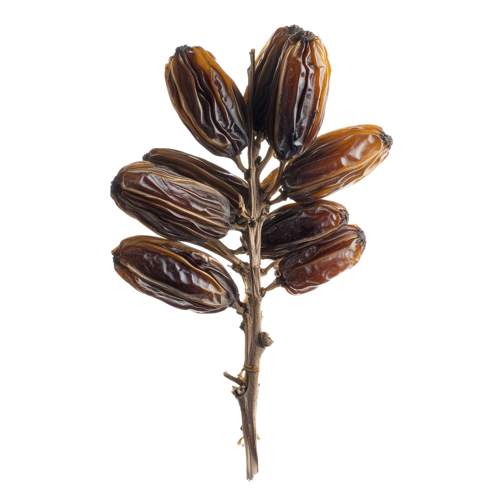 Dried date palm branches isolated on a transparent background showcasing natural textures and rich colors, Dried date palm isolated on transparent background png