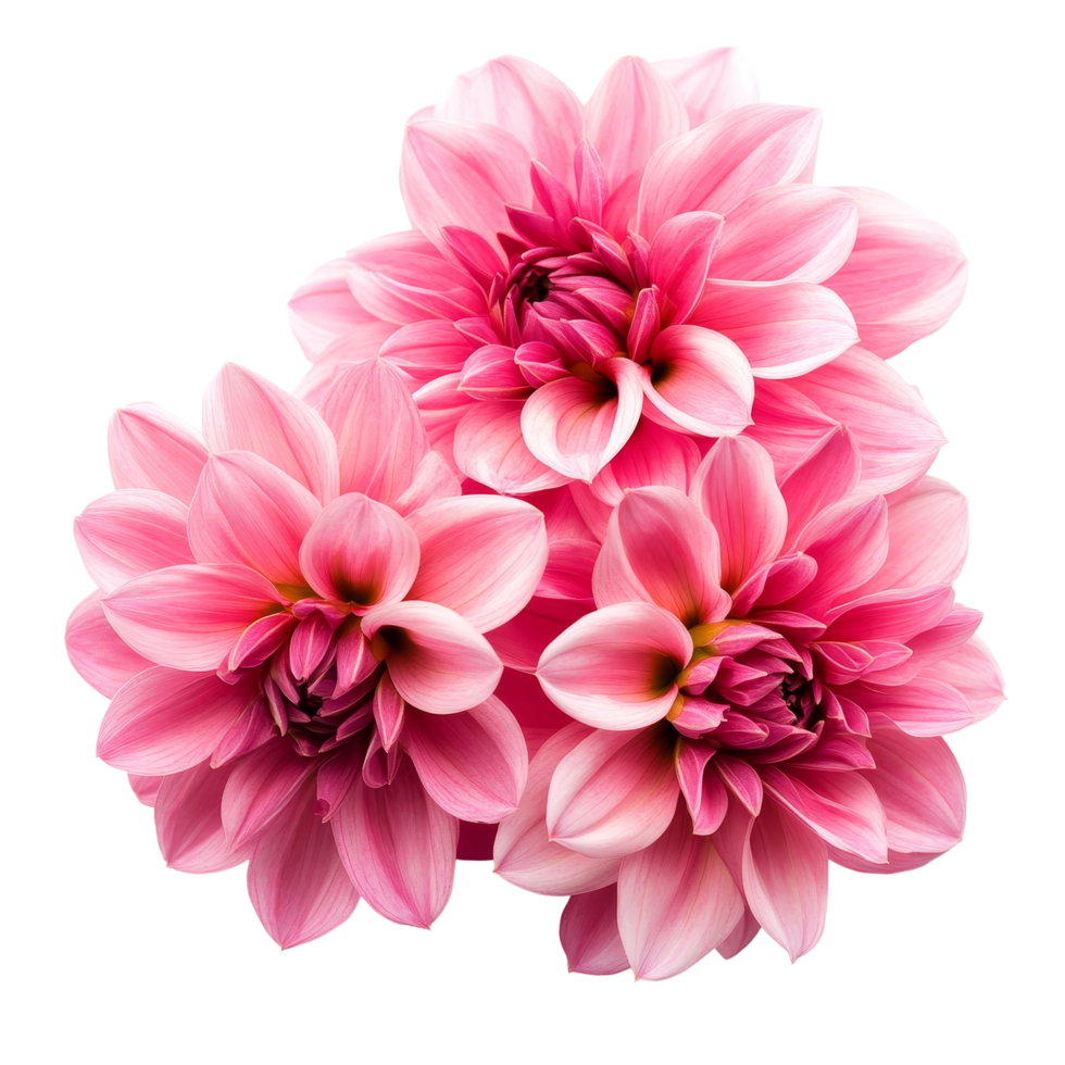 Beautiful dahlia flowers in shades of pink arranged together against a clean transparent background for a vibrant floral display, Dahlia flowers isolated on transparent background cutout png