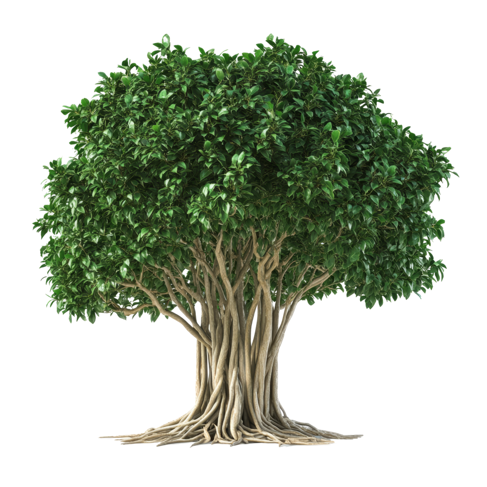 A stunning big tree plant with lush green leaves on a clean transparent background, big tree plant on transparent backgroundfile png