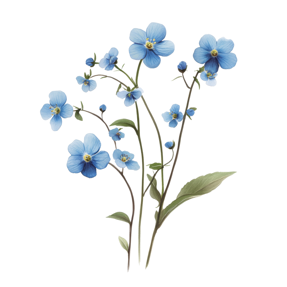 Delicate forgetmenot flowers elegantly arranged on a transparent background for a serene and fresh floral display, forget me not flowers isolated on transparent background png