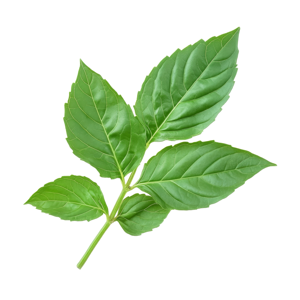 Fresh holy basil leaves of Ocimum sanctum isolated on a clean transparent background suitable for culinary or herbal use, Holy Basil,Ocimum sanctum leaf isolated on transparent background png