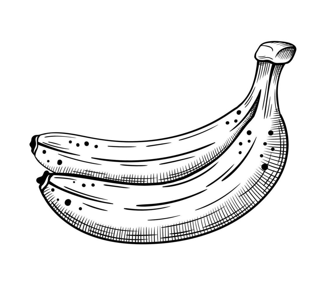 Bananas sketch isolated on white background vector