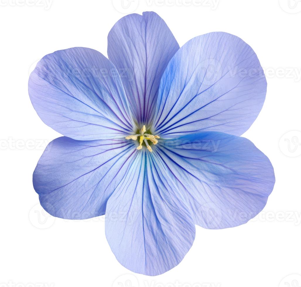 Purple Flax Flower png