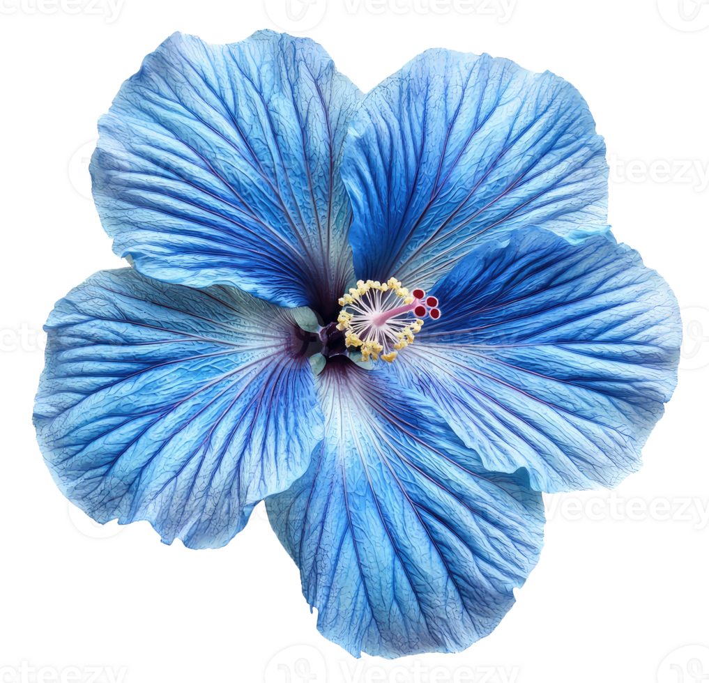 Blue Hibiscus Flower Cut Out png