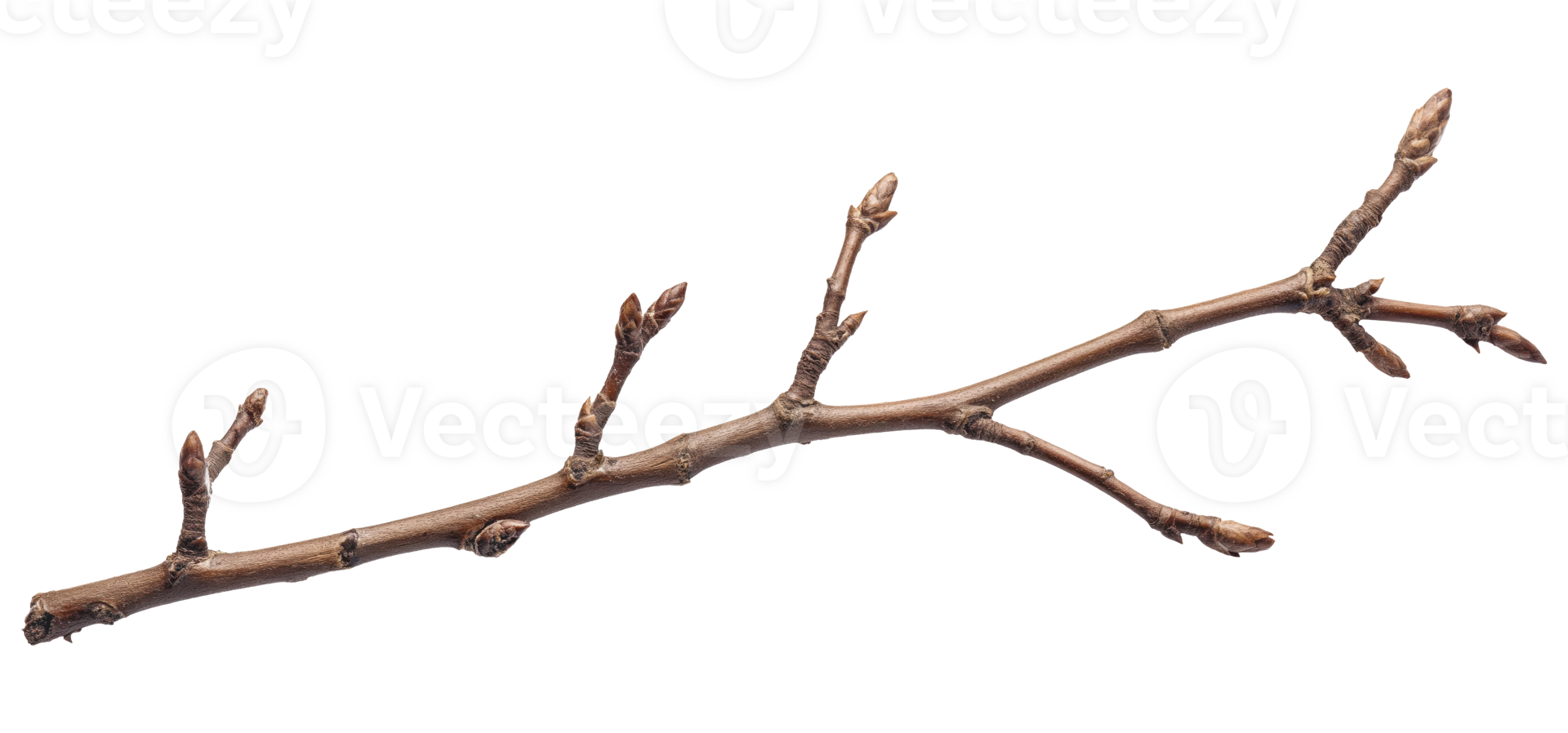Bbranch with a few buds, isolated on a transparent background png