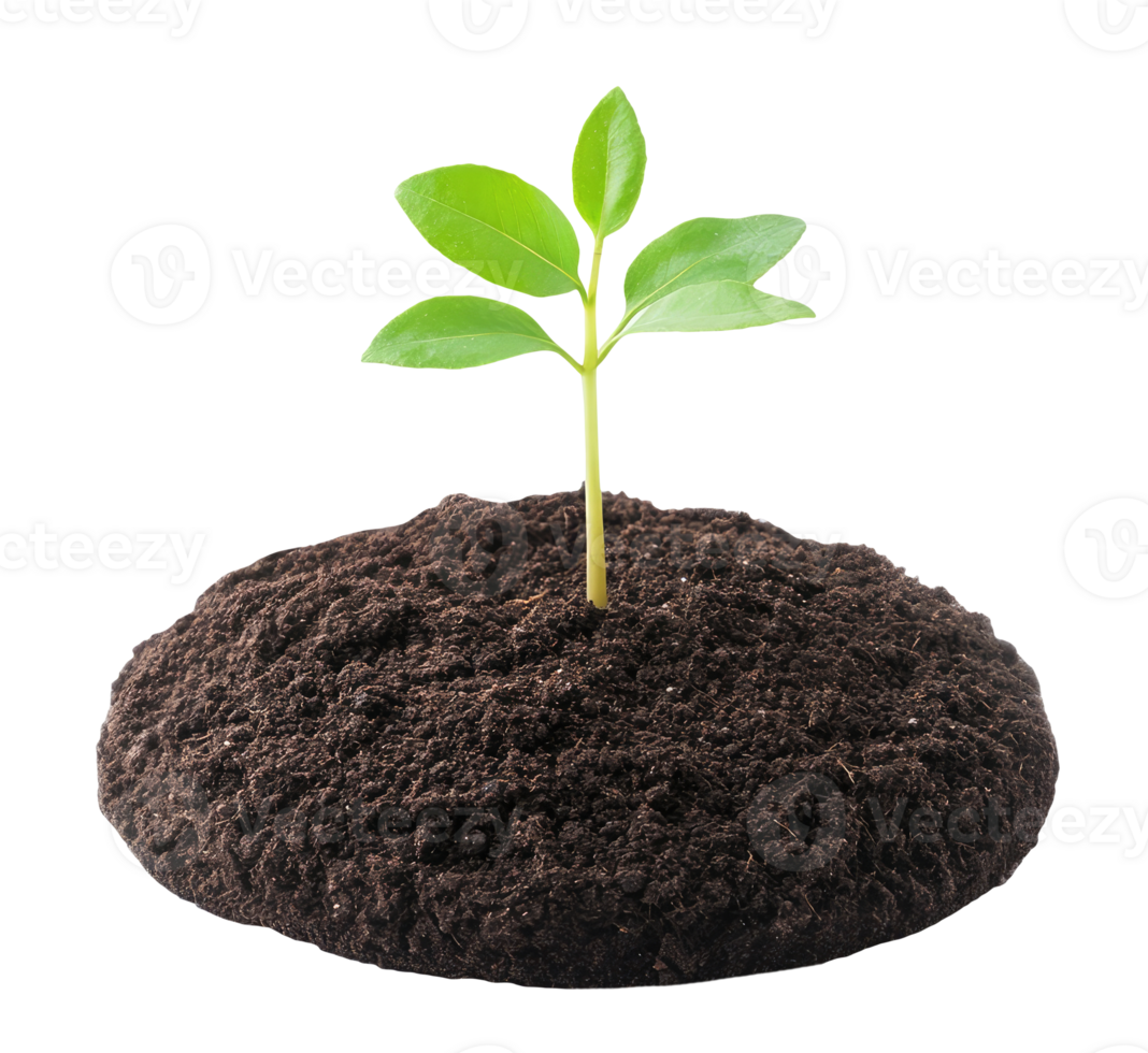 Young tree in the round ground png