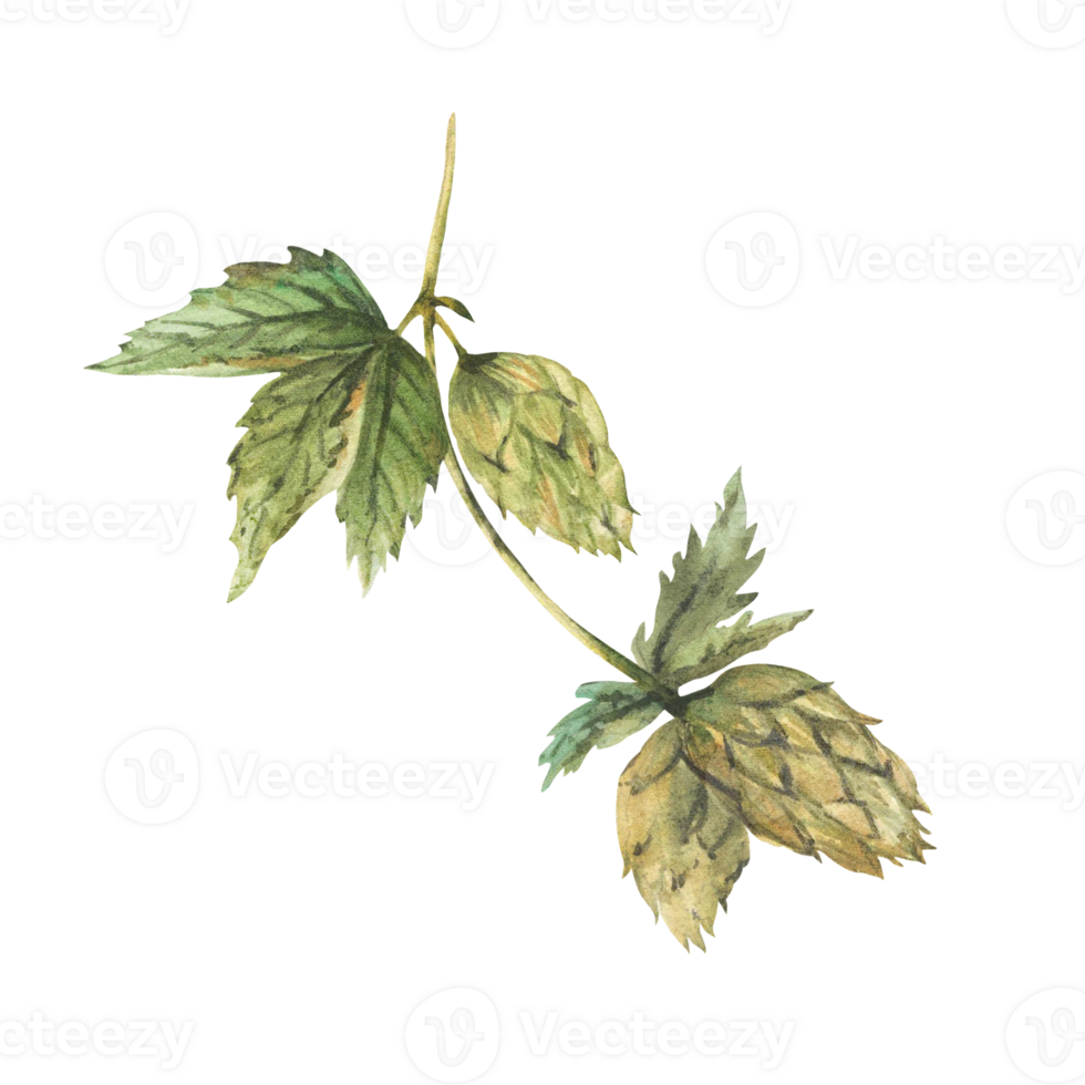 Green hops branch. Hop bitter leaves and cones plant curly twig stem. Floral harvest. Hand drawn watercolor illustration for beer label for use by brewing industry. Clipart isolated from background png