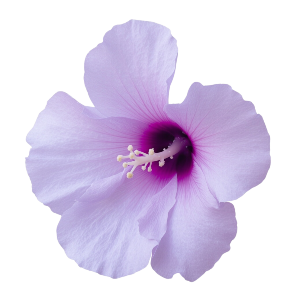 An elegant pink hibiscus flower. png