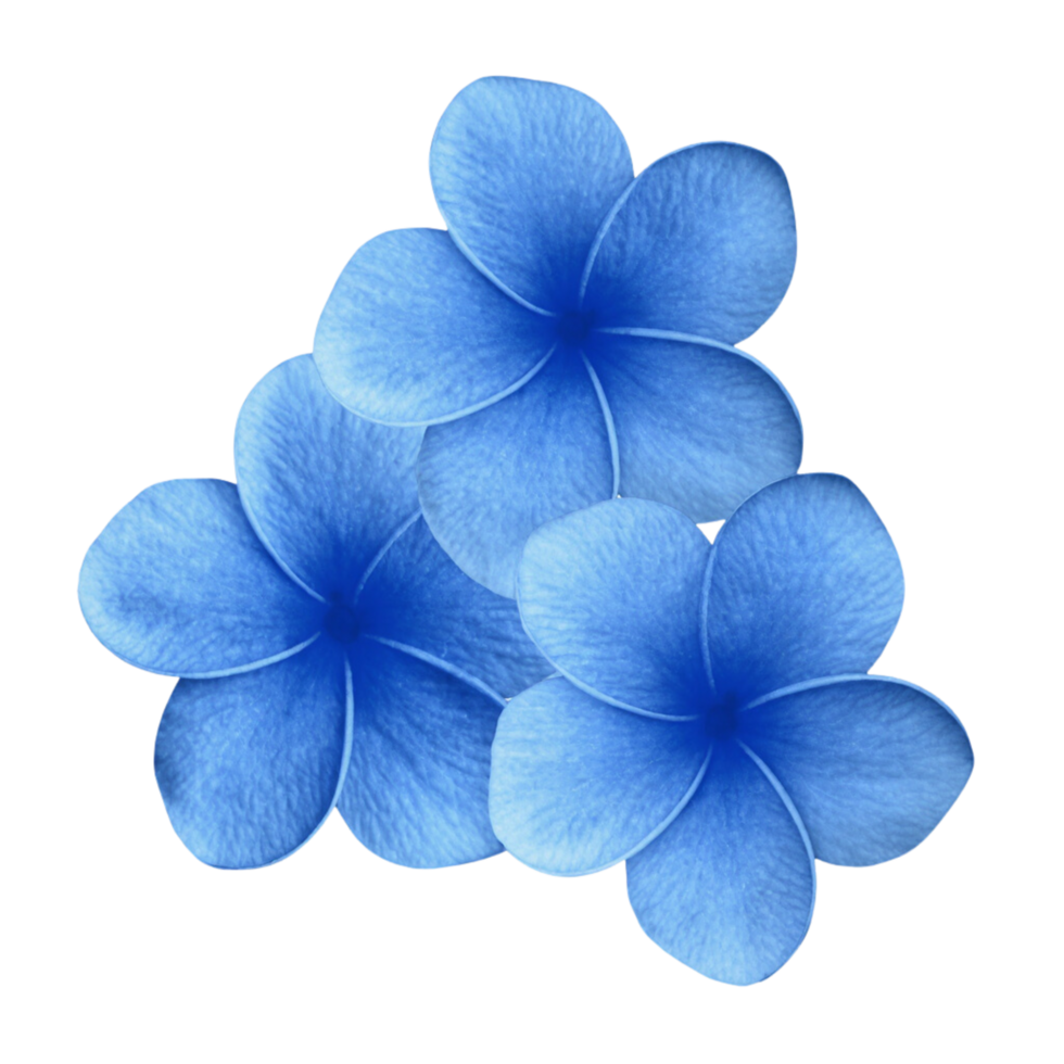 A close up view of three blue flowers. png