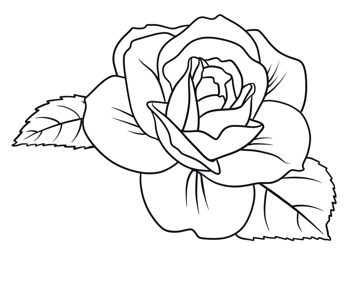A black rose with leaves isolated on a transparent background png