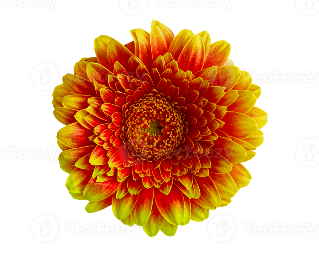 A close up of a flowers isolated on a transparent background png