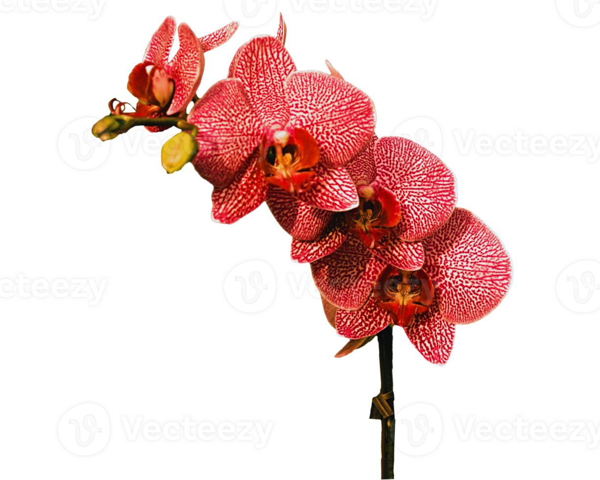 A close up of a flower on a transparent background png