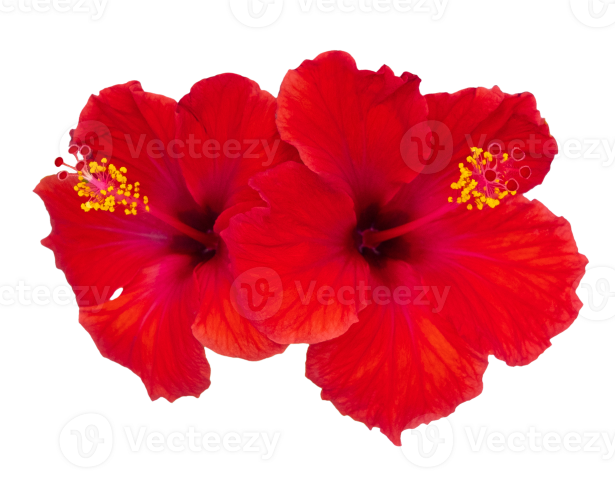 A close up of a red flowers on a isolated on a transparent background png