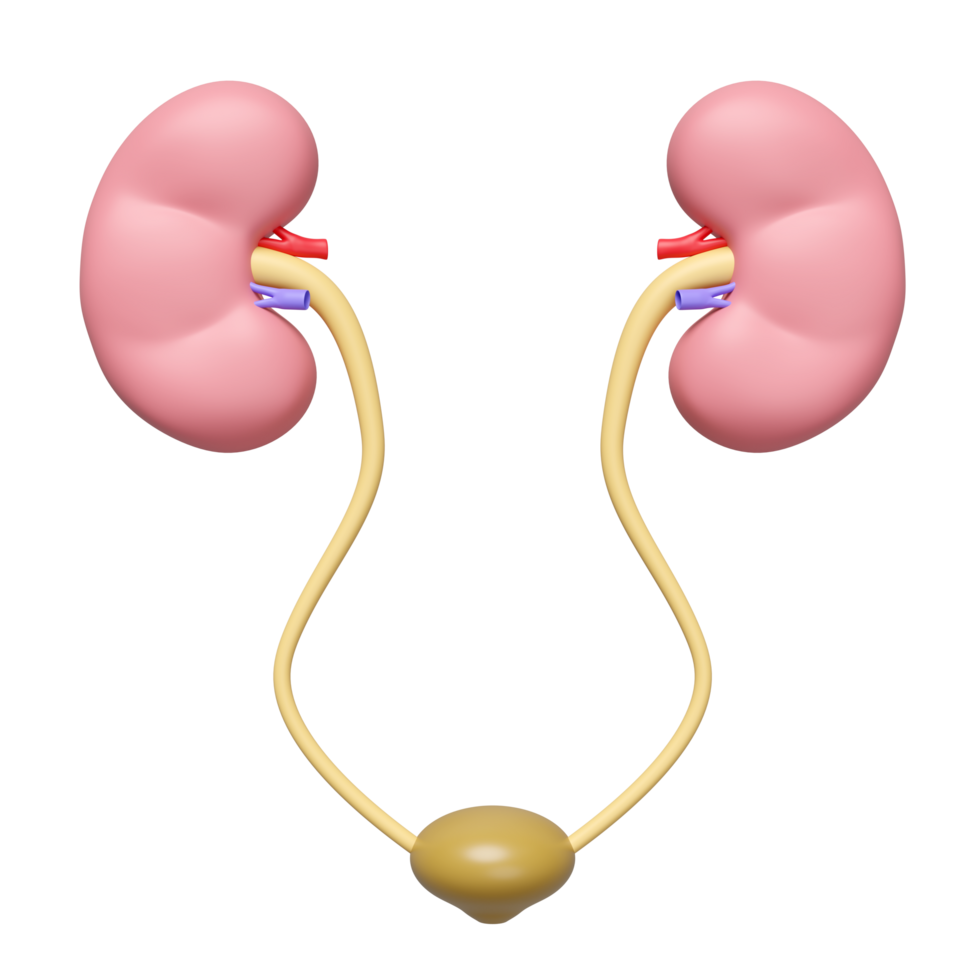 kidneys with bladder isolated. 3d illustration render png