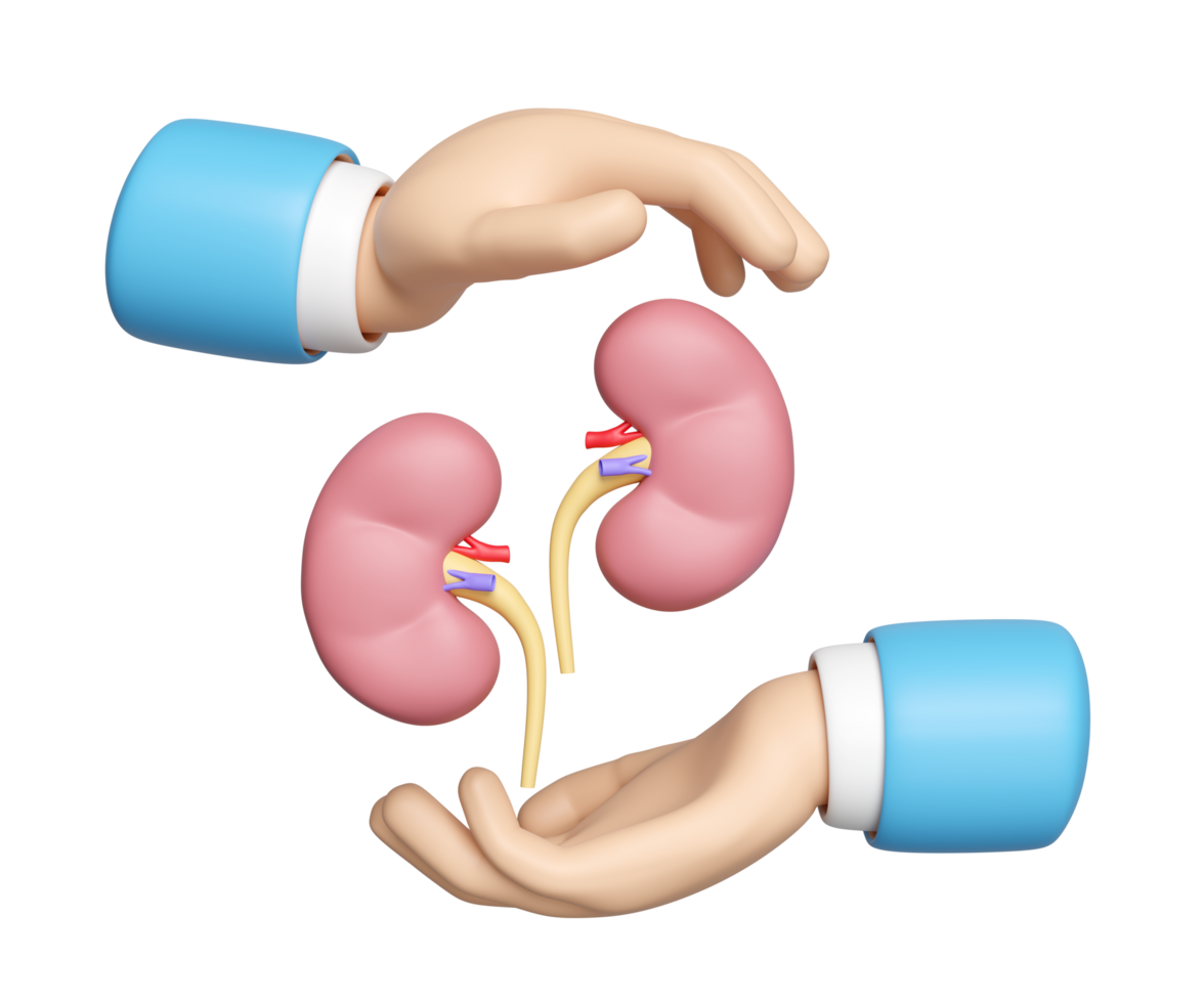 3d doctor hands protecting kidney isolated. health check, world kidney day concept, 3d illustration render png