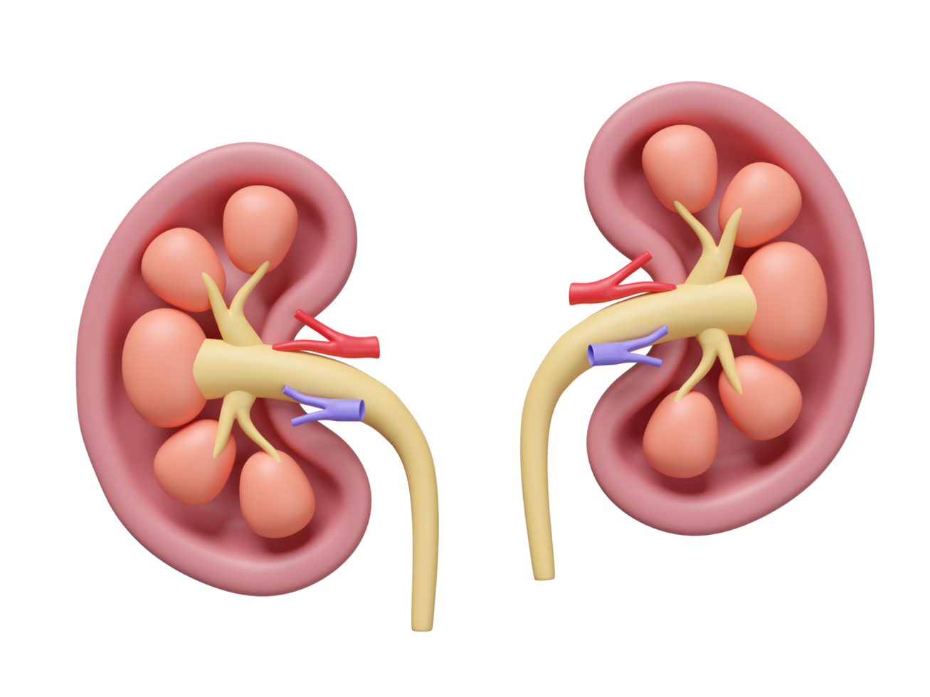 3d human kidney cross section isolated. world kidney day concept, 3d illustration render png