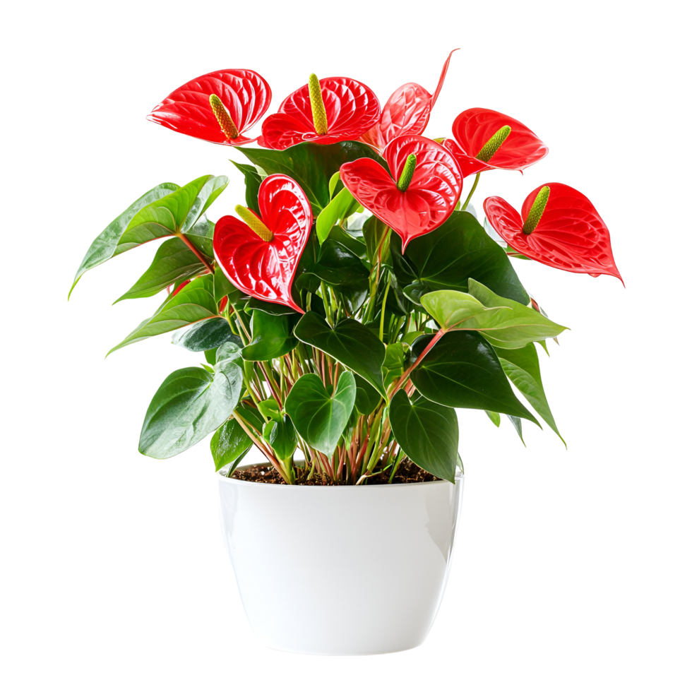 anthurium plant in a white pot on a transparent background png
