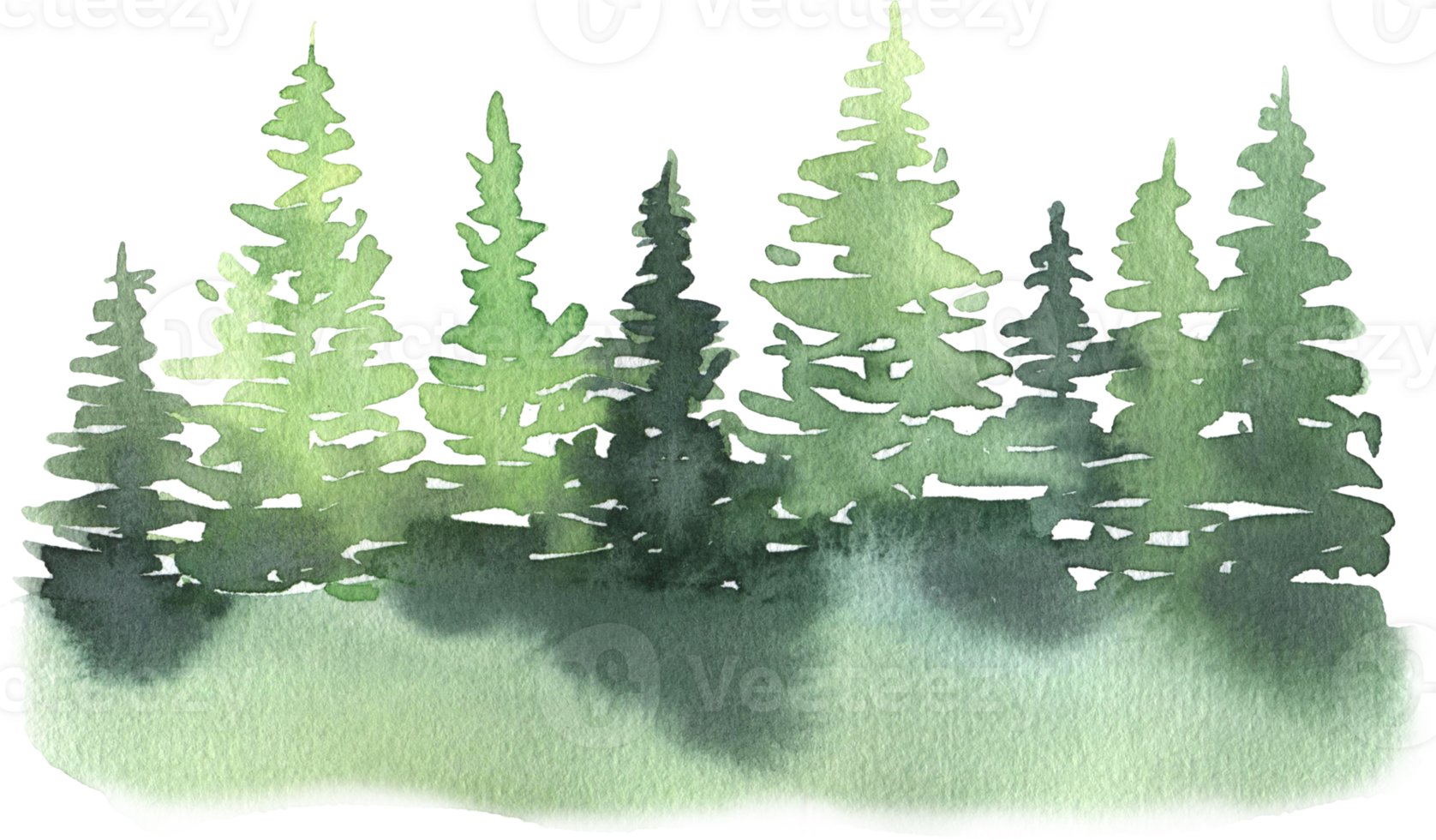 Watercolor evergreen forest tree illustration clipart png