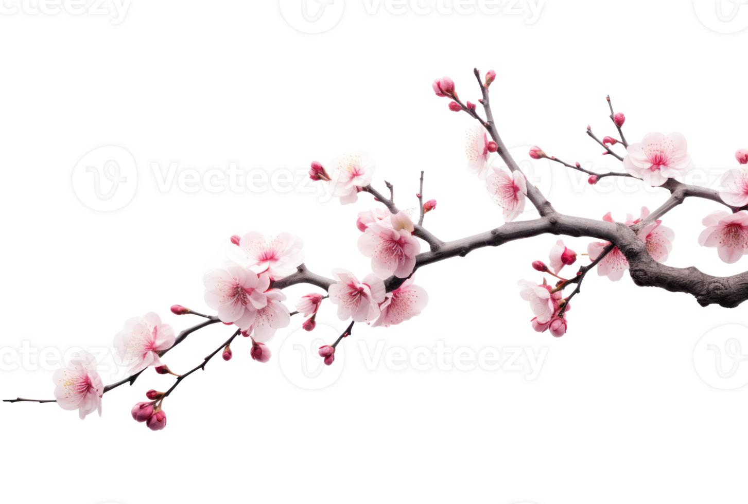Spring Blossom Elegance Traditional Chinese Landscape Inspired Floral Branch with High Key Lighting on Transparent Background Perfect for Festive Celebrations png