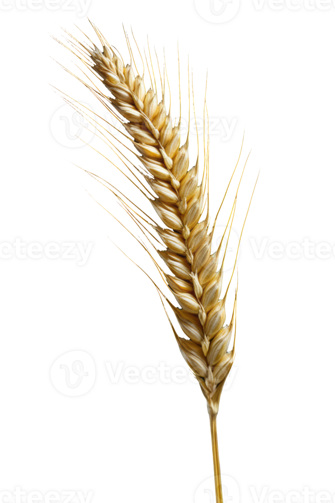 Golden wheat ear stands tall, radiating warmth and natures bounty, with delicate grains ready for harvest against a crystal clear backdrop. A symbol of abundance and the essence of the harvest season png