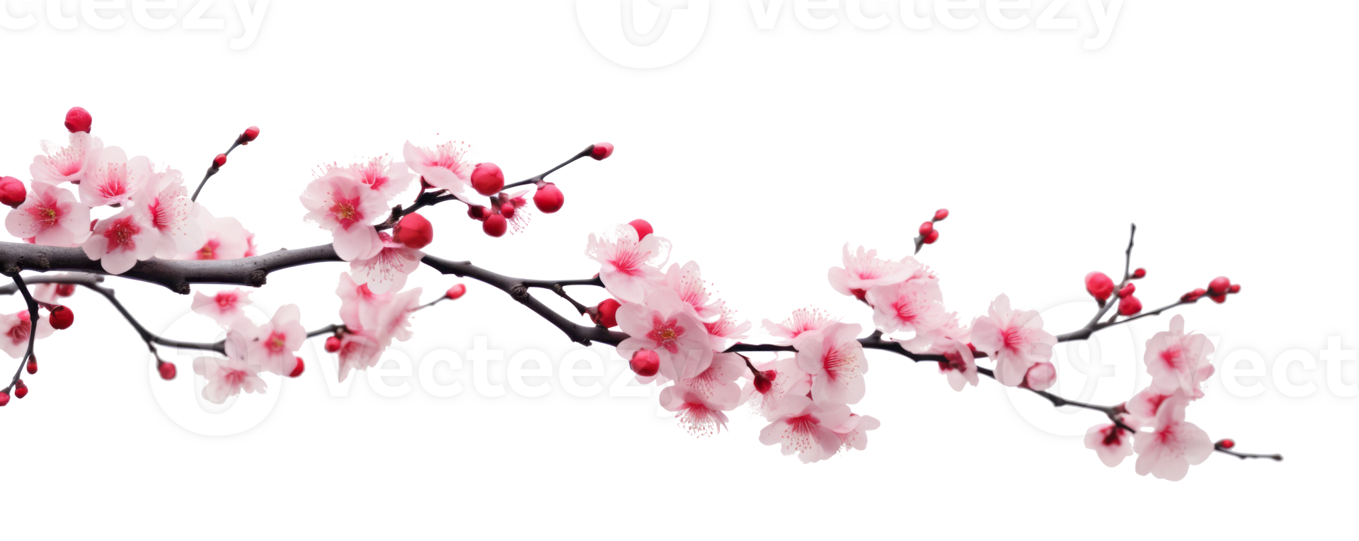 Delicate Cherry Blossom Branch A Serene Embrace of Springtime Beauty Against a Clear Canvas png