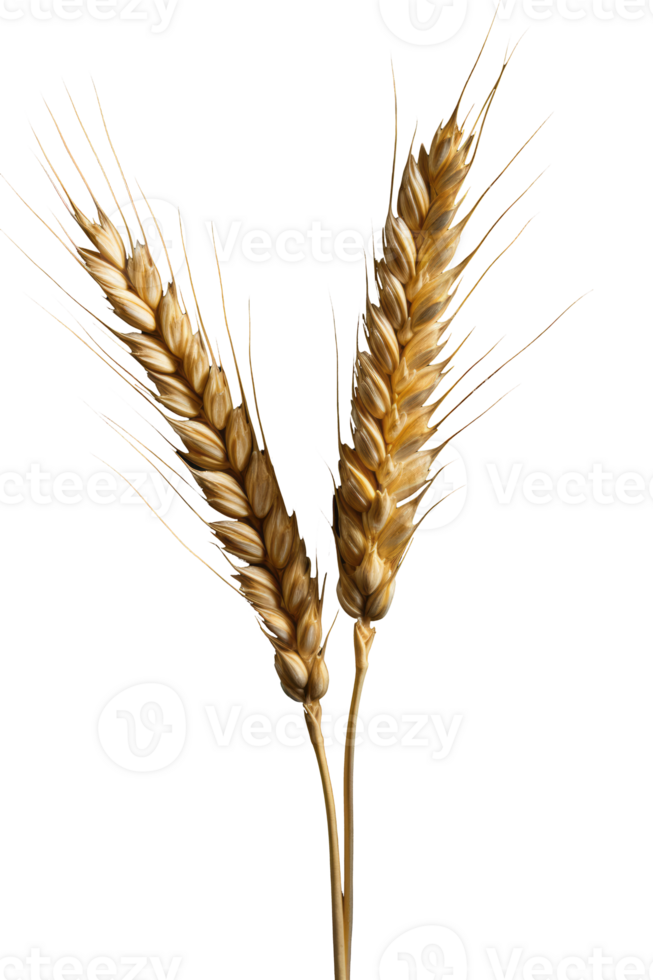 Golden Wheat Elegance A Luminous Ear Gracefully Isolated Against a Pristine Transparent Canvas. png