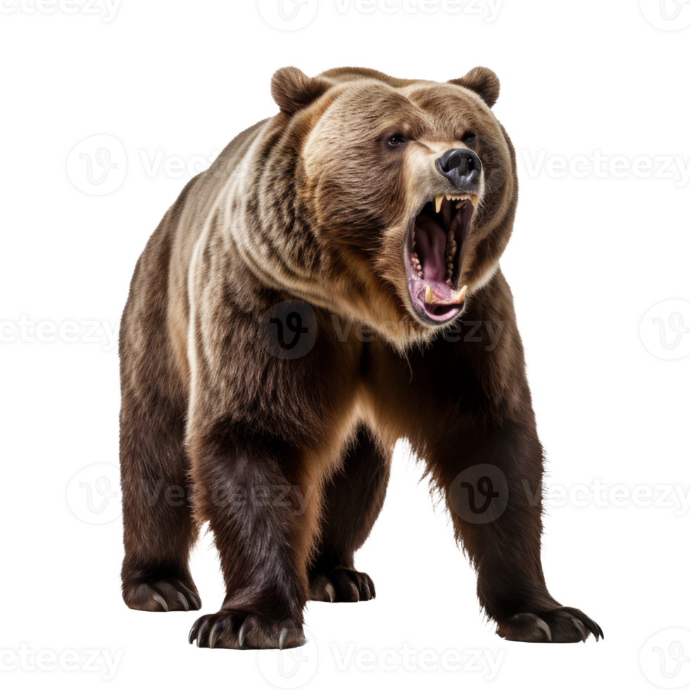 Majestic Power A Roaring Bear Ready to Conquer the Wild, Captured in Vivid Detail Against a Transparent Canvas. png