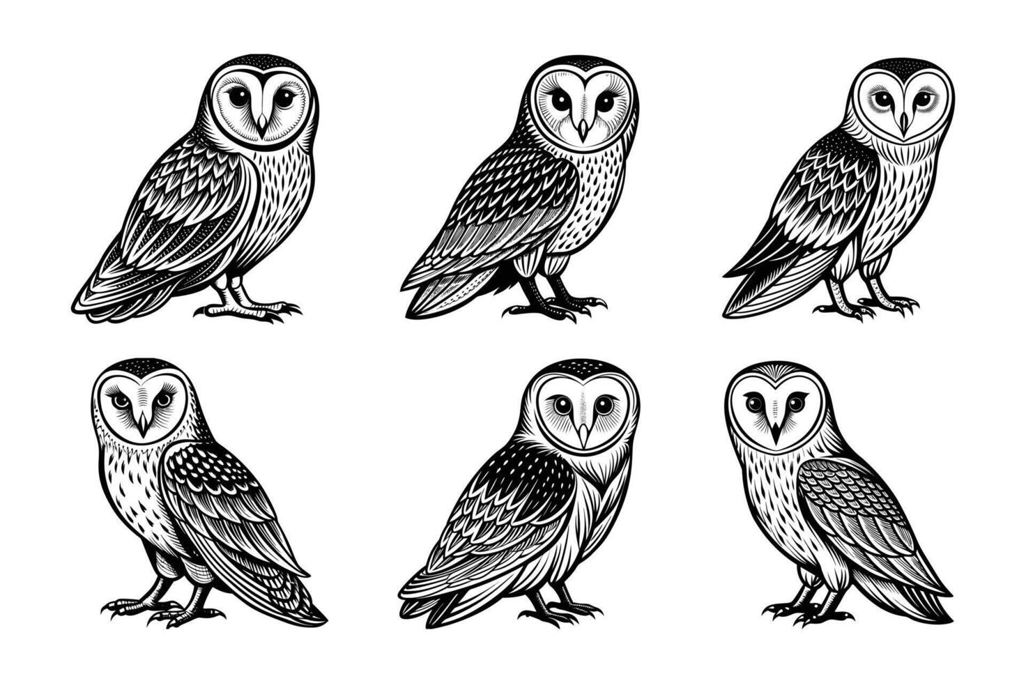 Barn Owl illustration vector