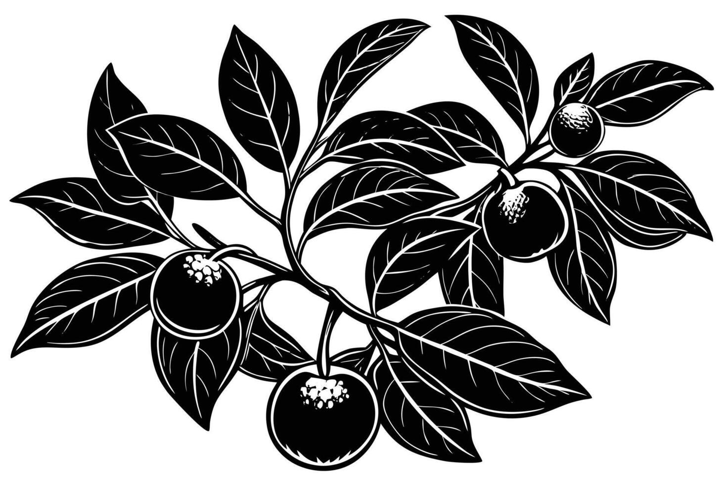 A Black and White Illustration of Cherries on a Branch vector