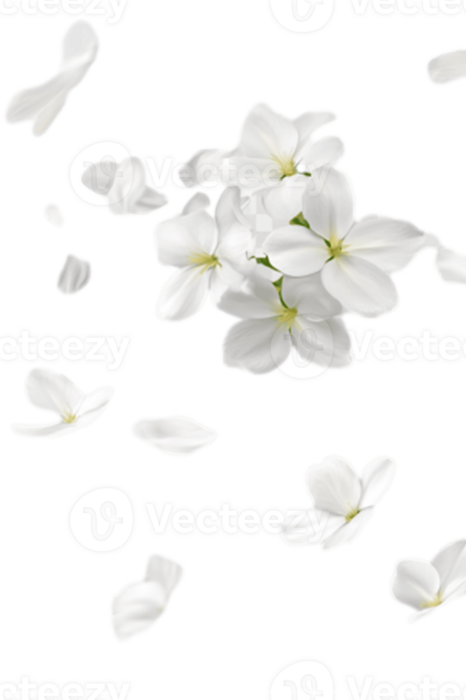 White flowers are falling from the sky png