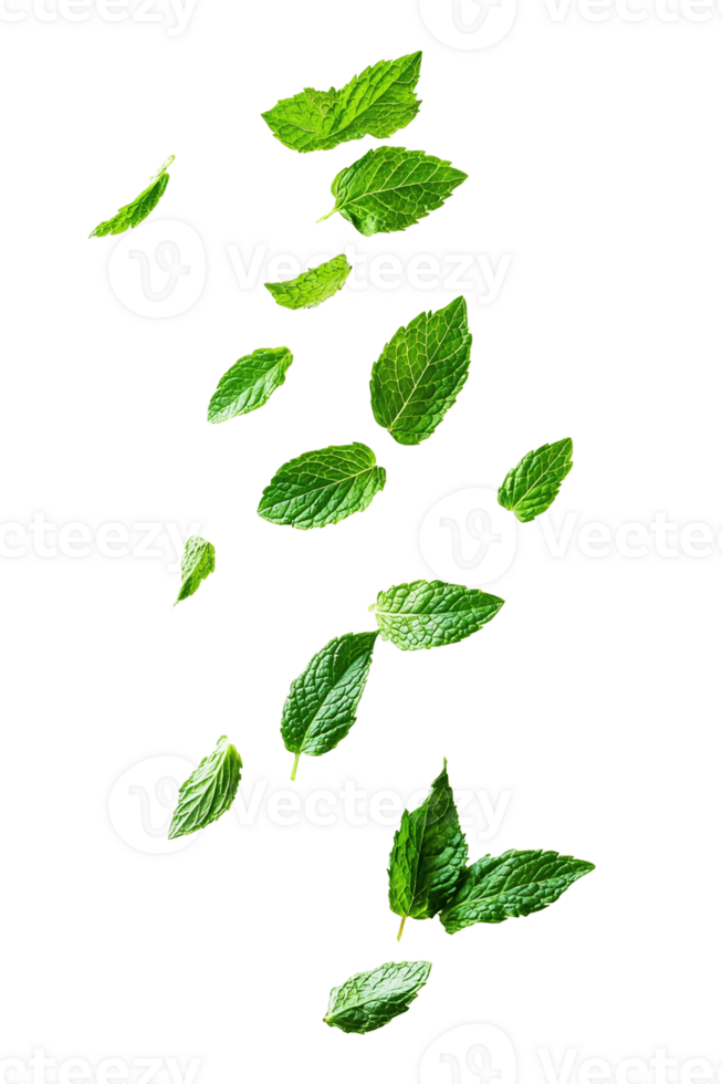 Green leaves falling from the sky png