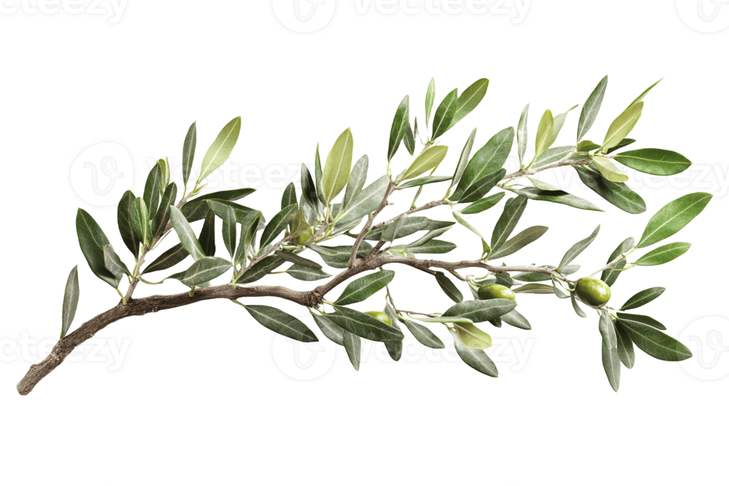 Olive branch with leaves and green leaves png