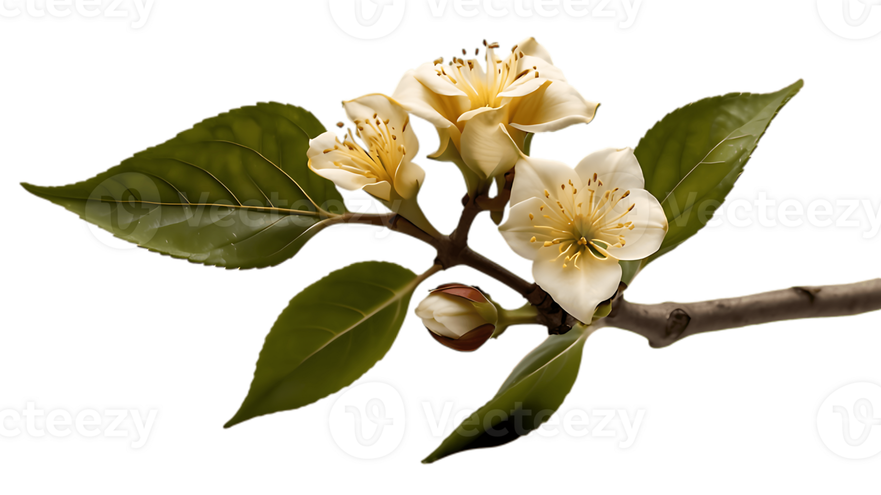 A branch with flowers and leaves on it png