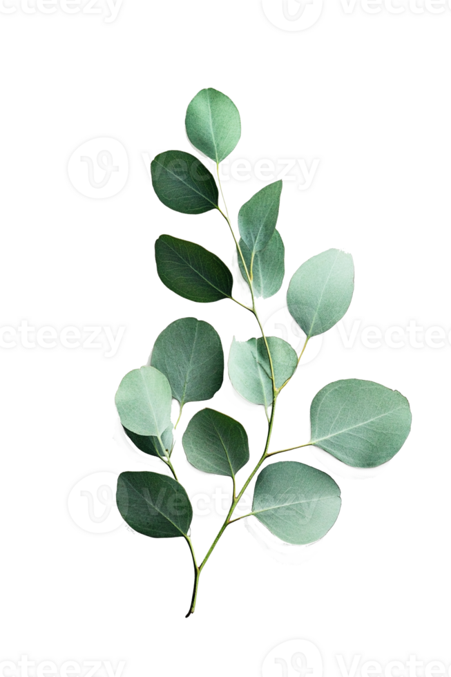Eucalyptus leaves isolated, cut out png